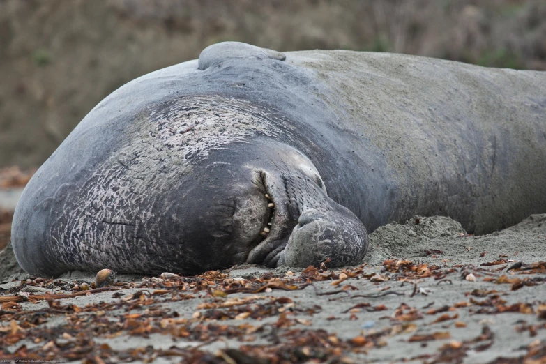 a seal laying on the sand looking at the camera