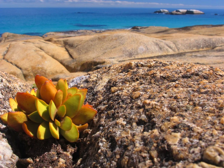 the bright orange flower is on some rock