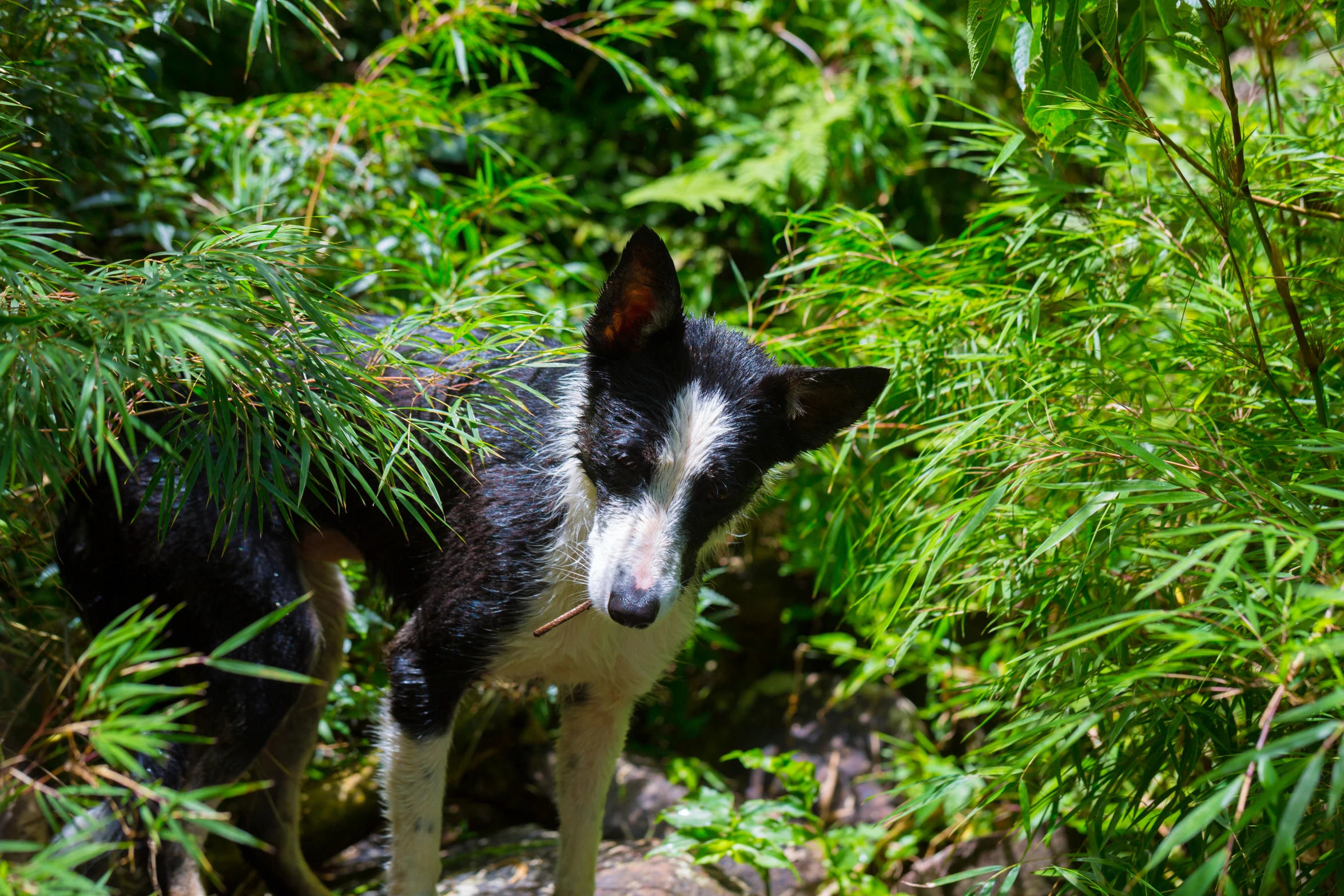 the black and white dog is walking in a field of grass