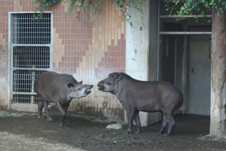 two animals are facing each other in an enclosure