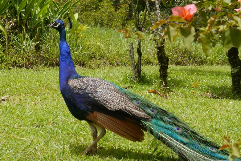 a peacock with colorful feathers walking in a garden