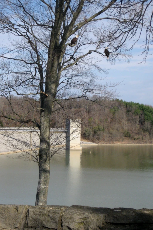 a large body of water surrounded by a forest