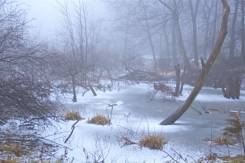 some trees and water covered in snow and ice