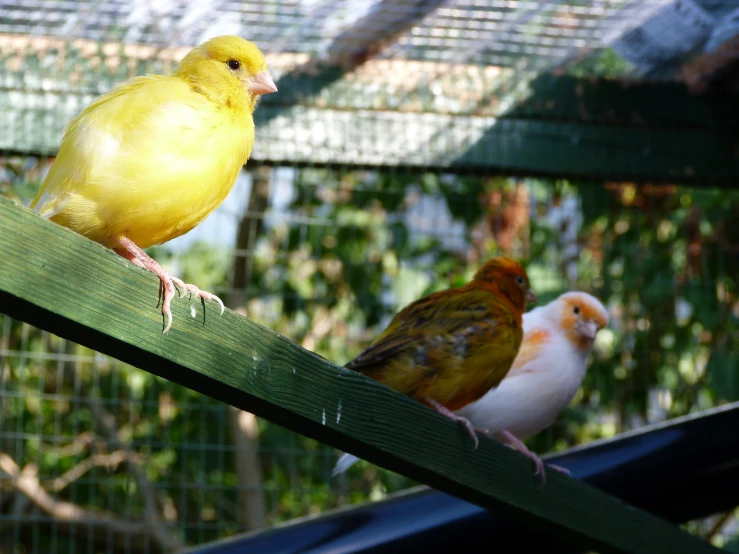 a small yellow bird is standing on a perch