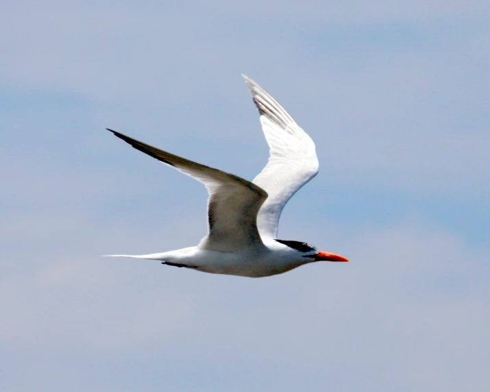 the bird is flying through the clear blue sky