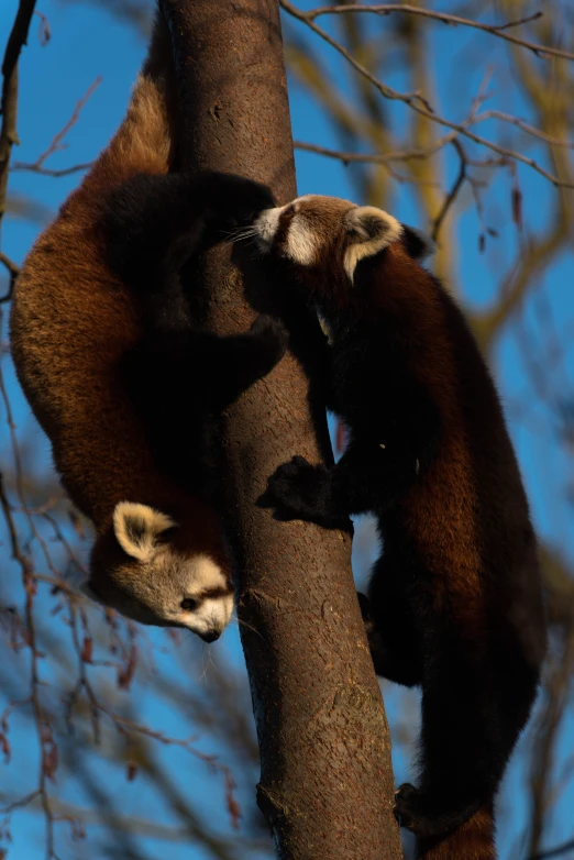 a monkey hanging in a tree with its front paws up