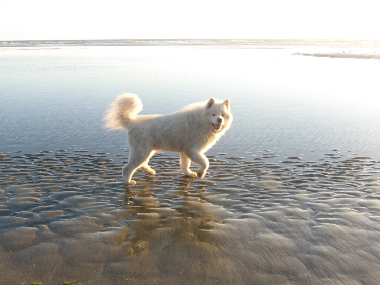 a white dog walking across the beach