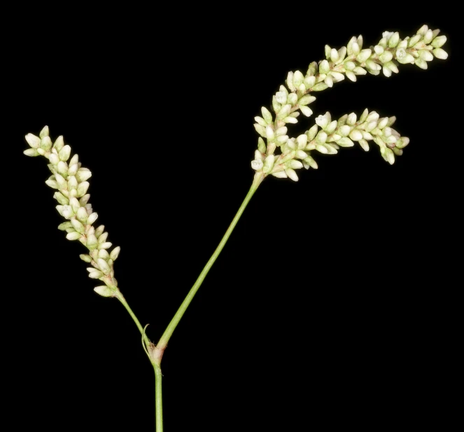 a single plant with small white flowers against a black background