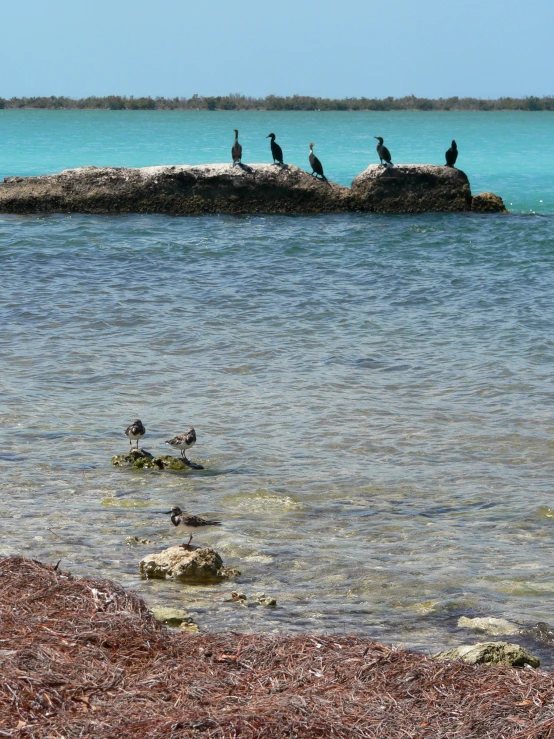 some birds are standing in the water and some rocks