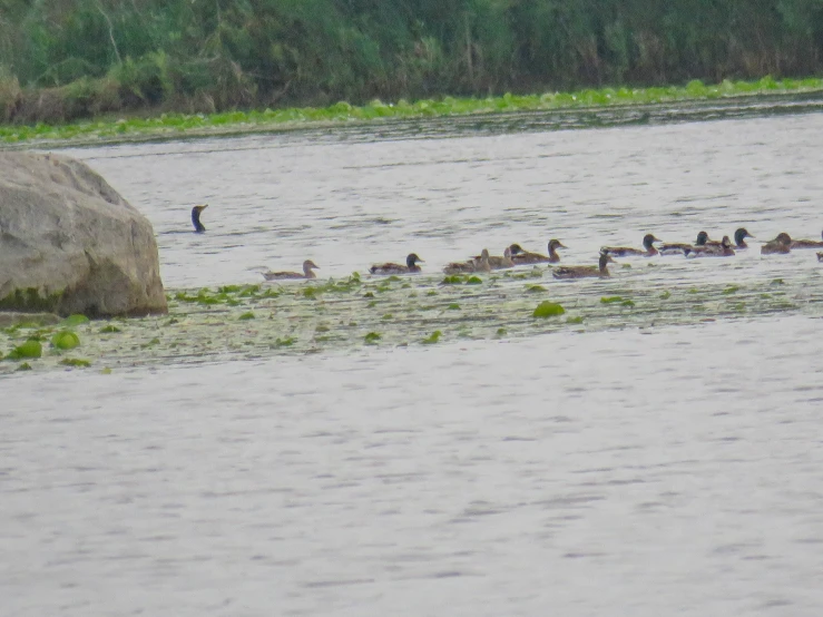 a ducklings and their chicks swimming in a pond