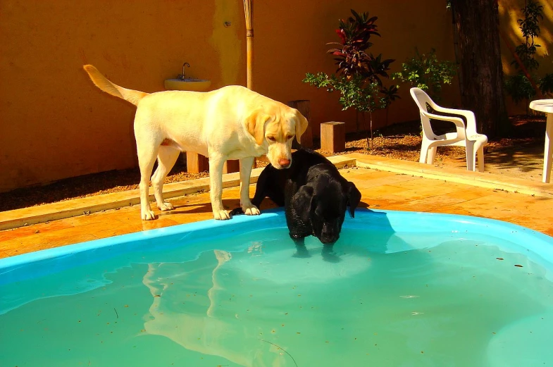 a couple of dogs that are playing in the water