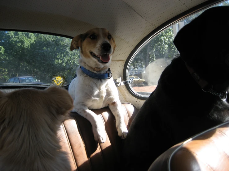 two dogs sitting in the passenger seat of a vehicle