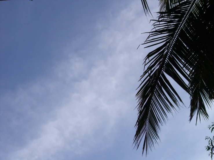 the sky is really cloudy over the palm tree