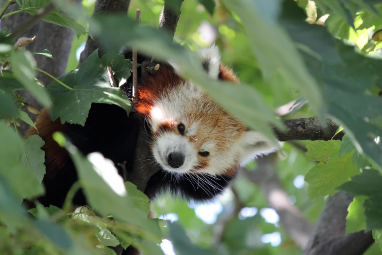 a baby red panda hanging from a tree nch