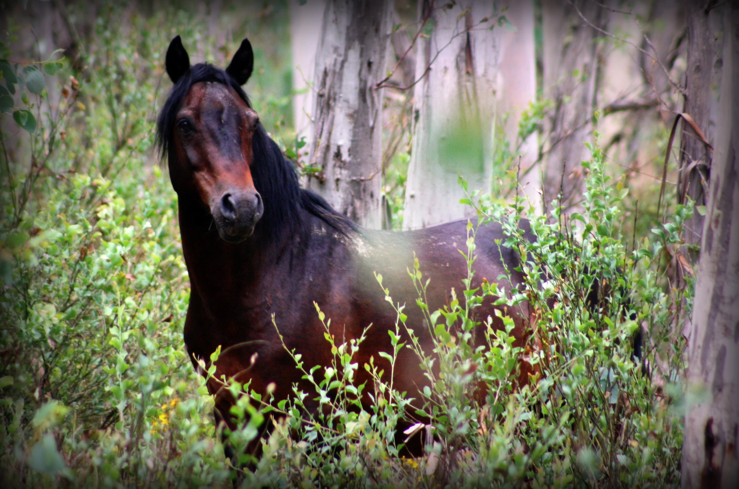 a horse that is standing in the grass