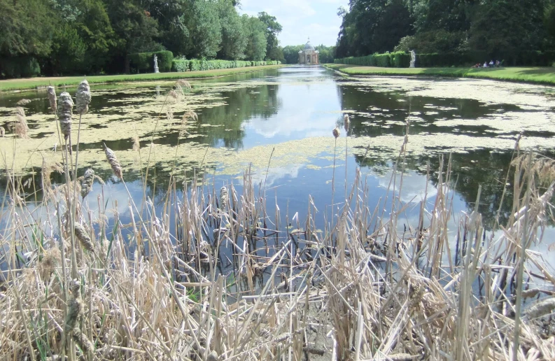 the water is full of green algae in the park