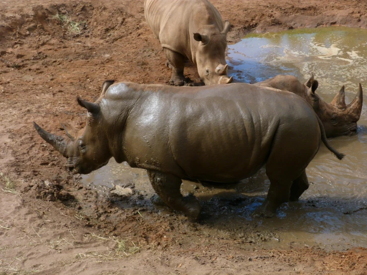 two rhinos and a baby standing in muddy water