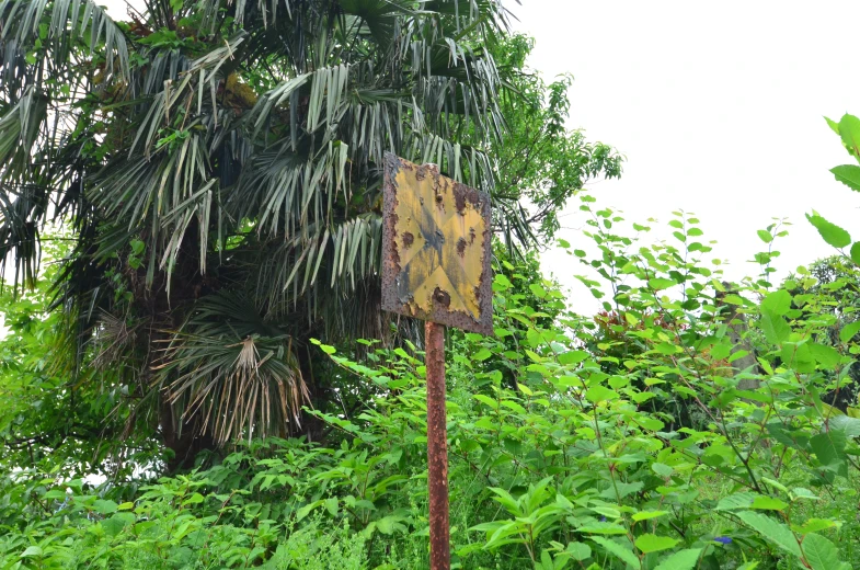 there is a sign in the middle of a jungle