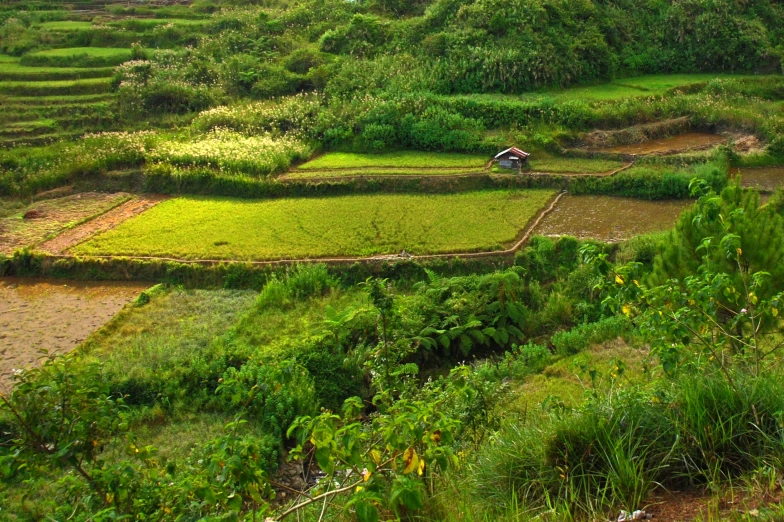 a couple of people are standing by a house on the side of a rice field