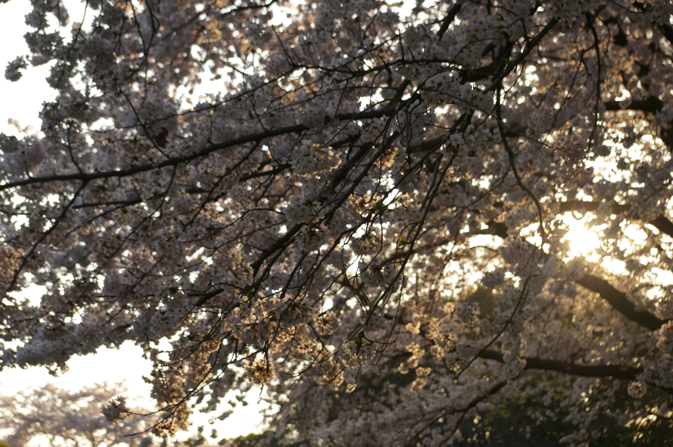 the sun is shining through the trees and in the background is a bus