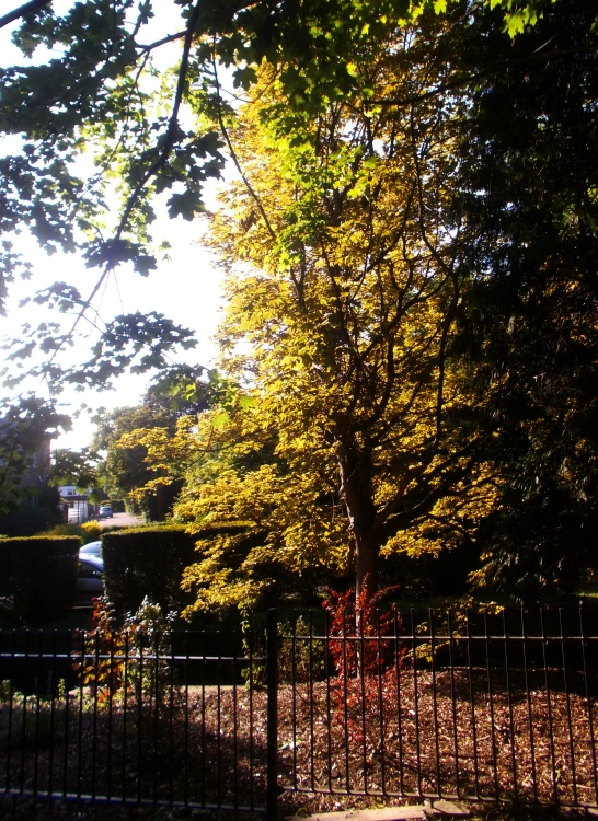trees near a black fence in a sunny day