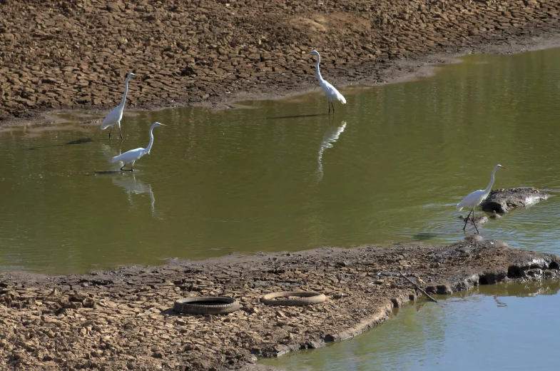four cranes wading in a small pond
