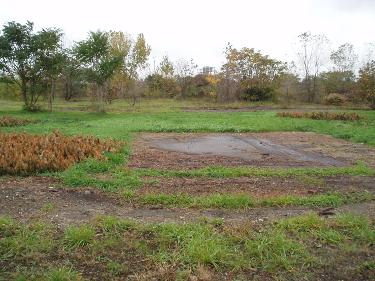 an empty field near some dead plants and a fence