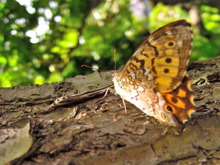 erfly resting on tree trunk in open natural habitat