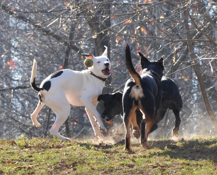 two dogs running towards each other with a frisbee in its mouth