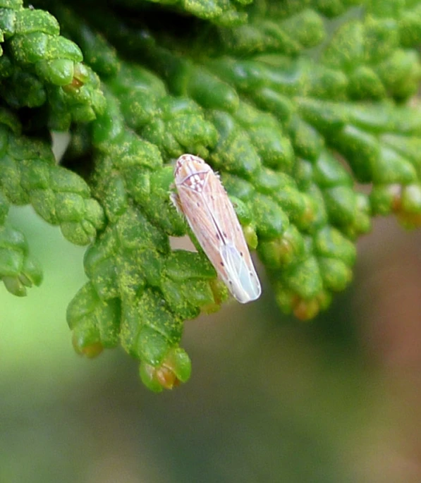 a tiny insect resting on a green plant