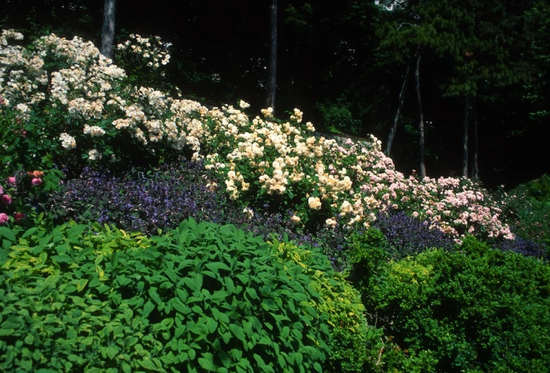 a bunch of bushes that are very tall and full of flowers