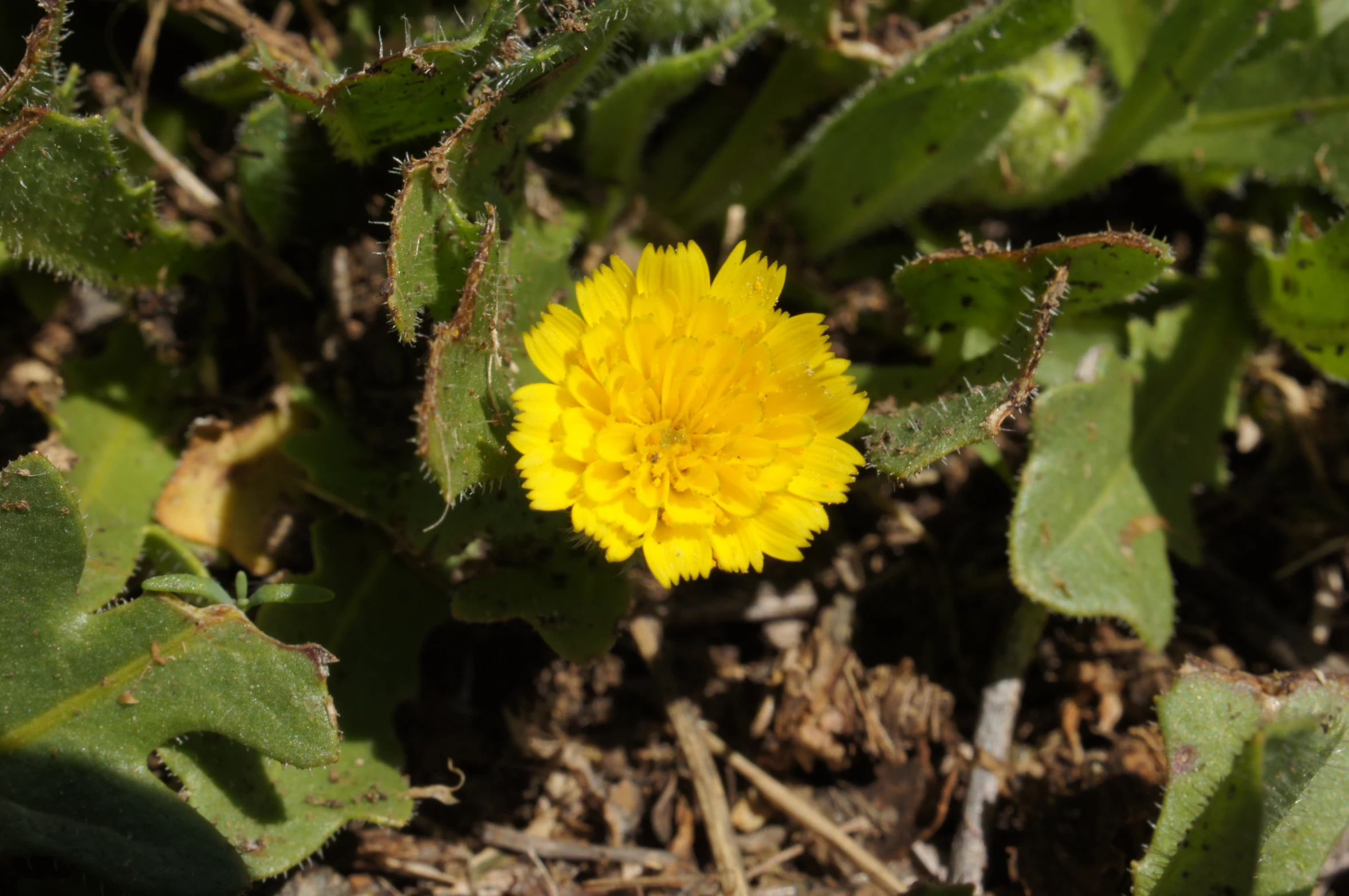 the yellow flower is starting to bloom from the top