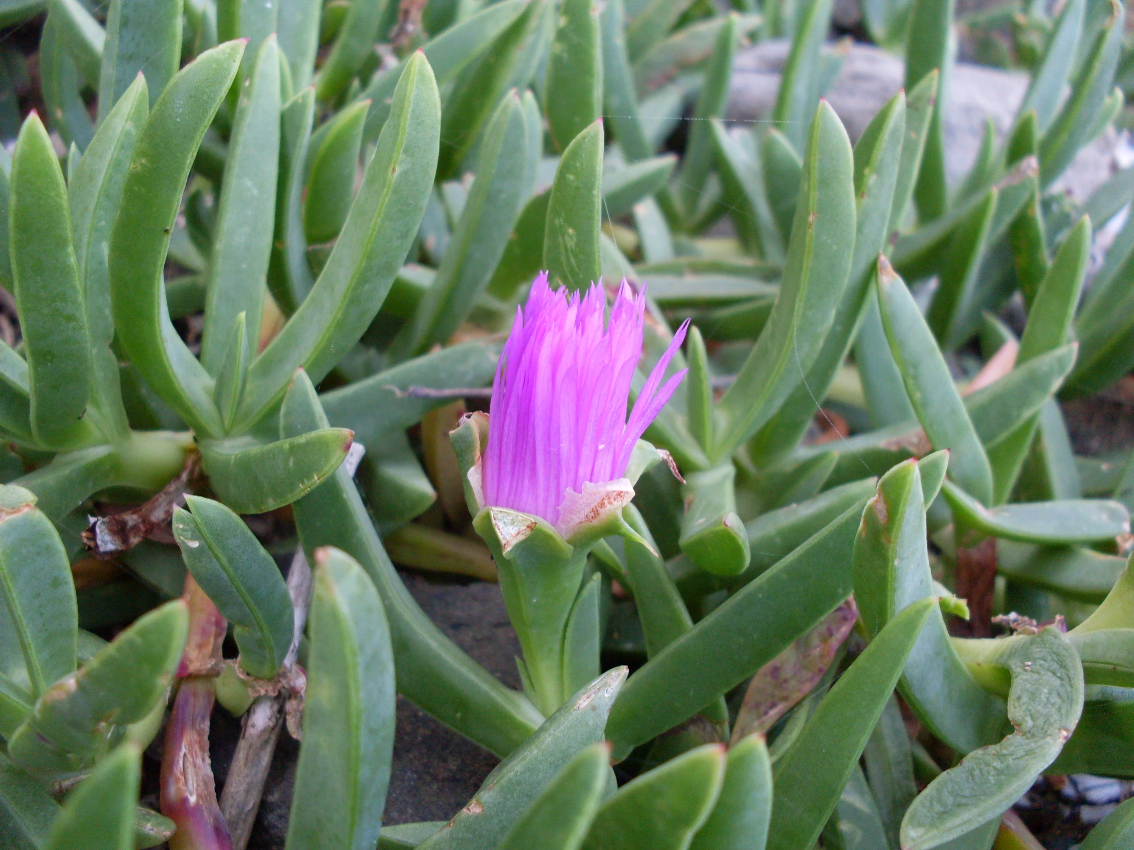 a single flower is pictured in this closeup picture