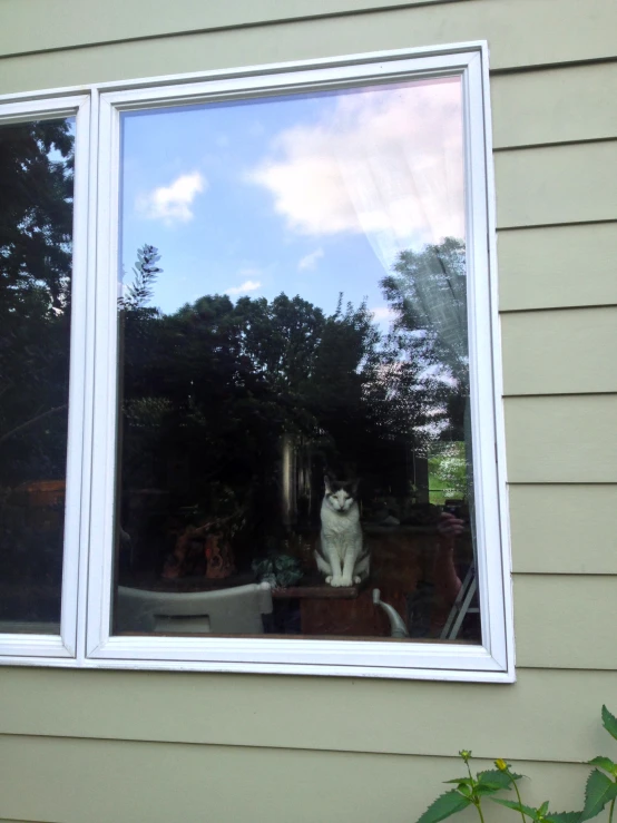 a cat sits behind a window looking out onto the yard