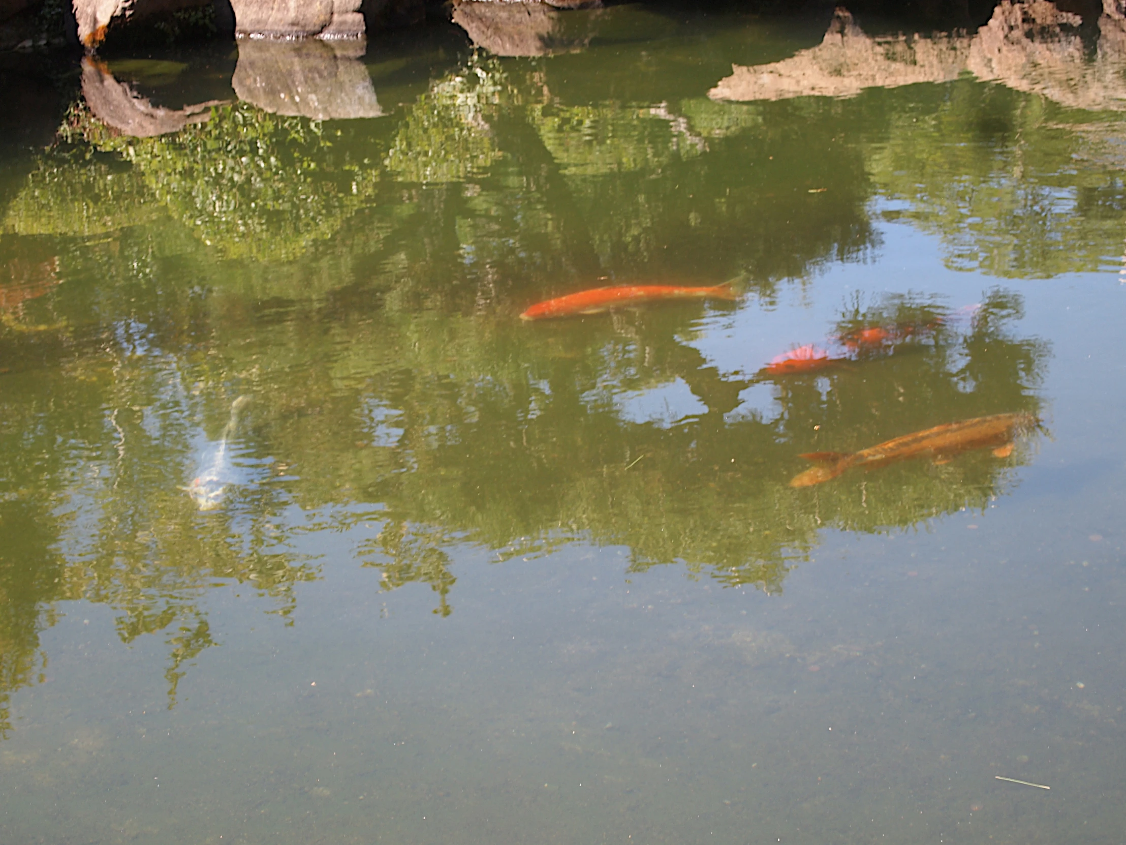 three orange fish are swimming in a pond