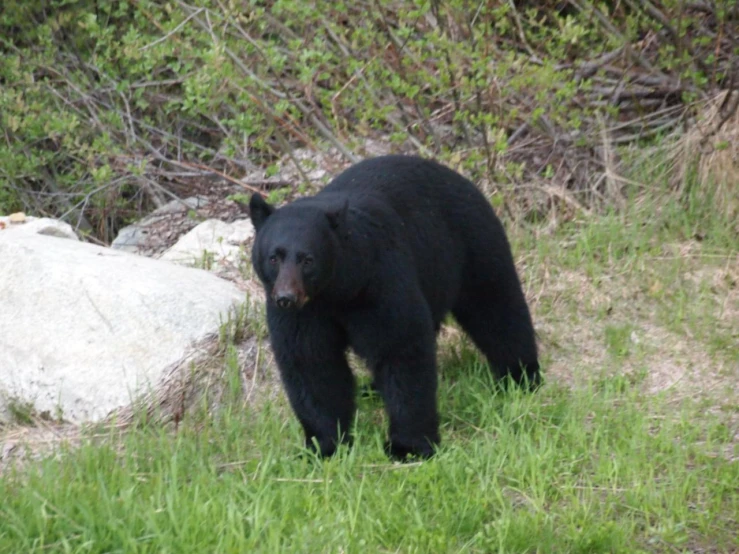 the bear is walking around the field alone