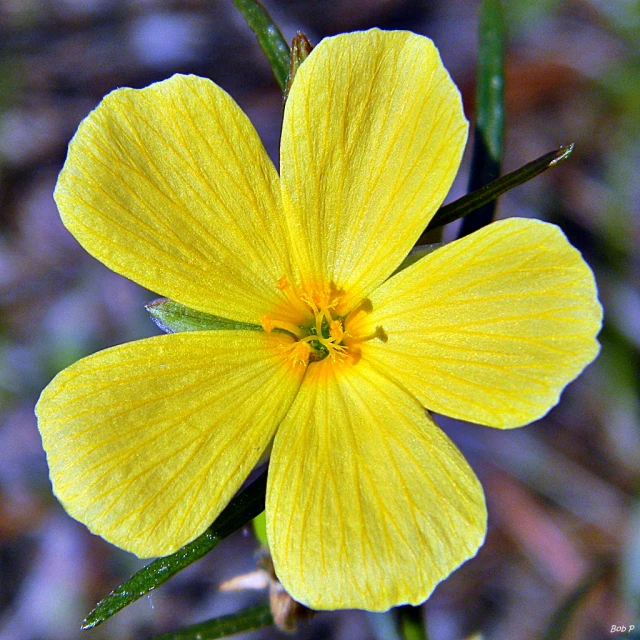 a bright yellow flower with green stems