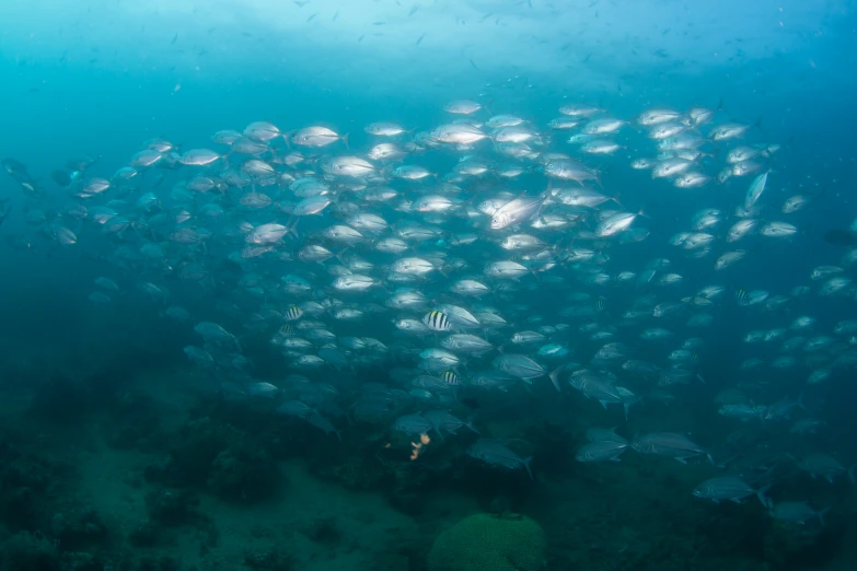 many fish are gathered together in the water