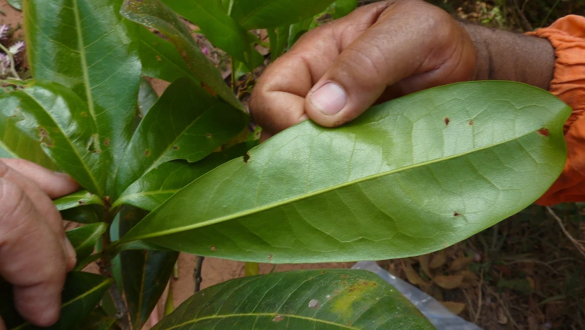 a hand touches a leaf that is in the middle of the leaves