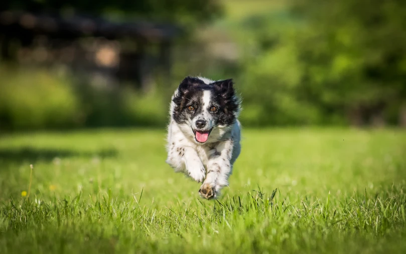 a dog running through the grass in front of trees