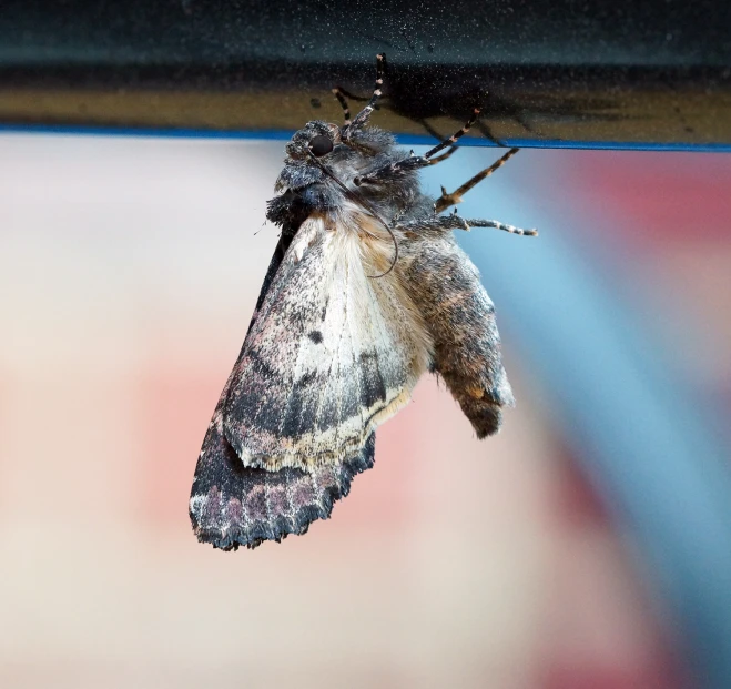 a bug is hanging upside down on a car