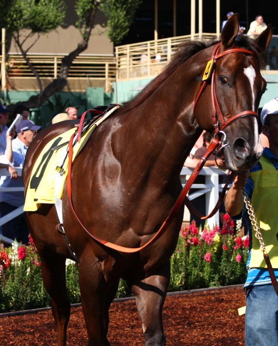 a jockey is walking a horse down a track