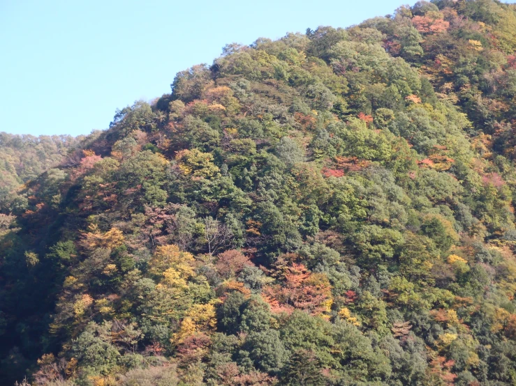 a mountain range with trees in autumn colors