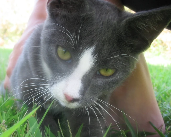 grey and white cat laying next to a person on the grass