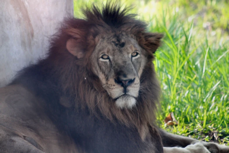 a large lion is lying down on the grass