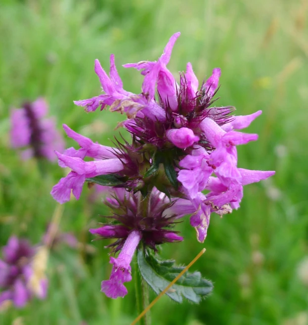 a field with purple flowers and green grass