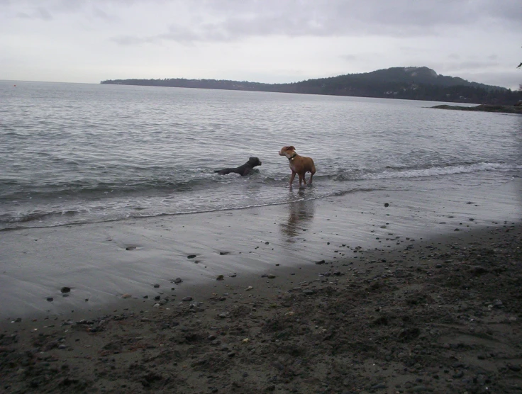 a dog that is standing in the sand near water