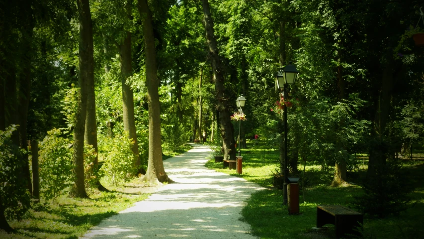 a road runs through a lush green park