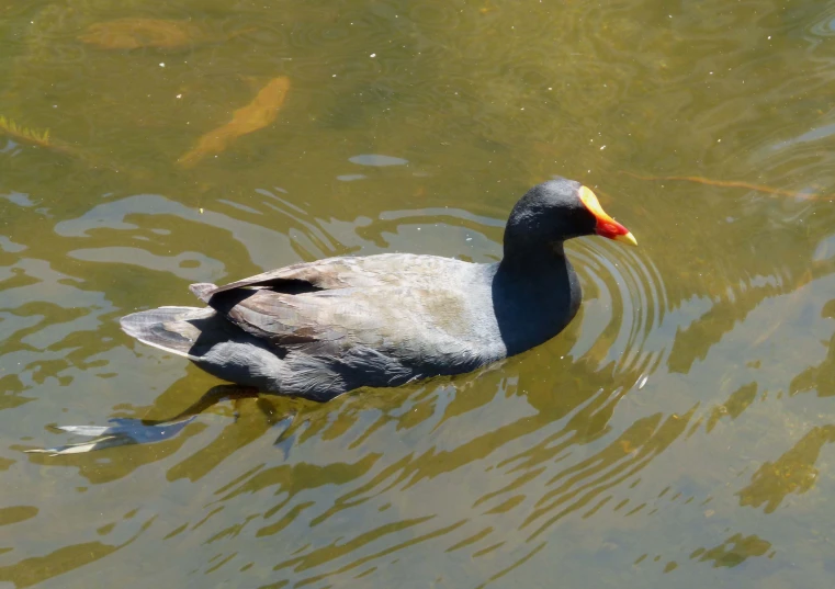 an image of a duck that is in the water