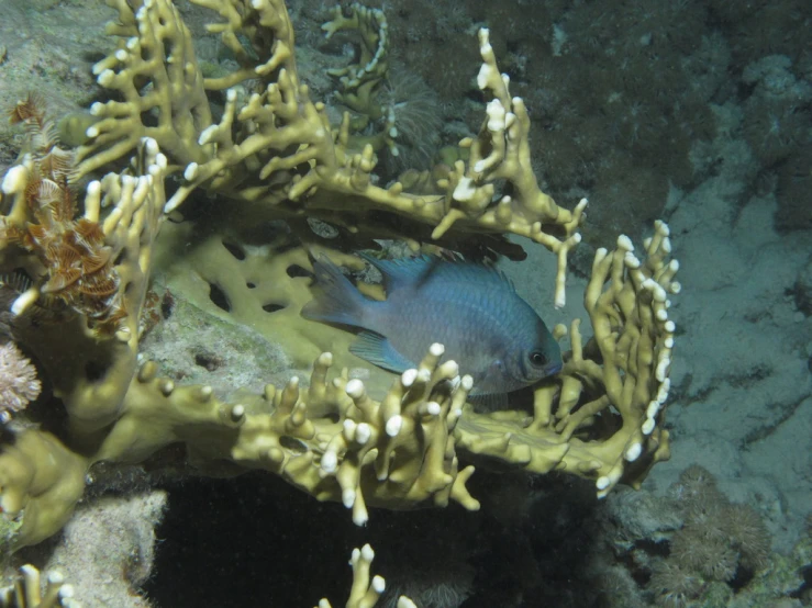 a blue fish swimming in an orange sponge on a coral
